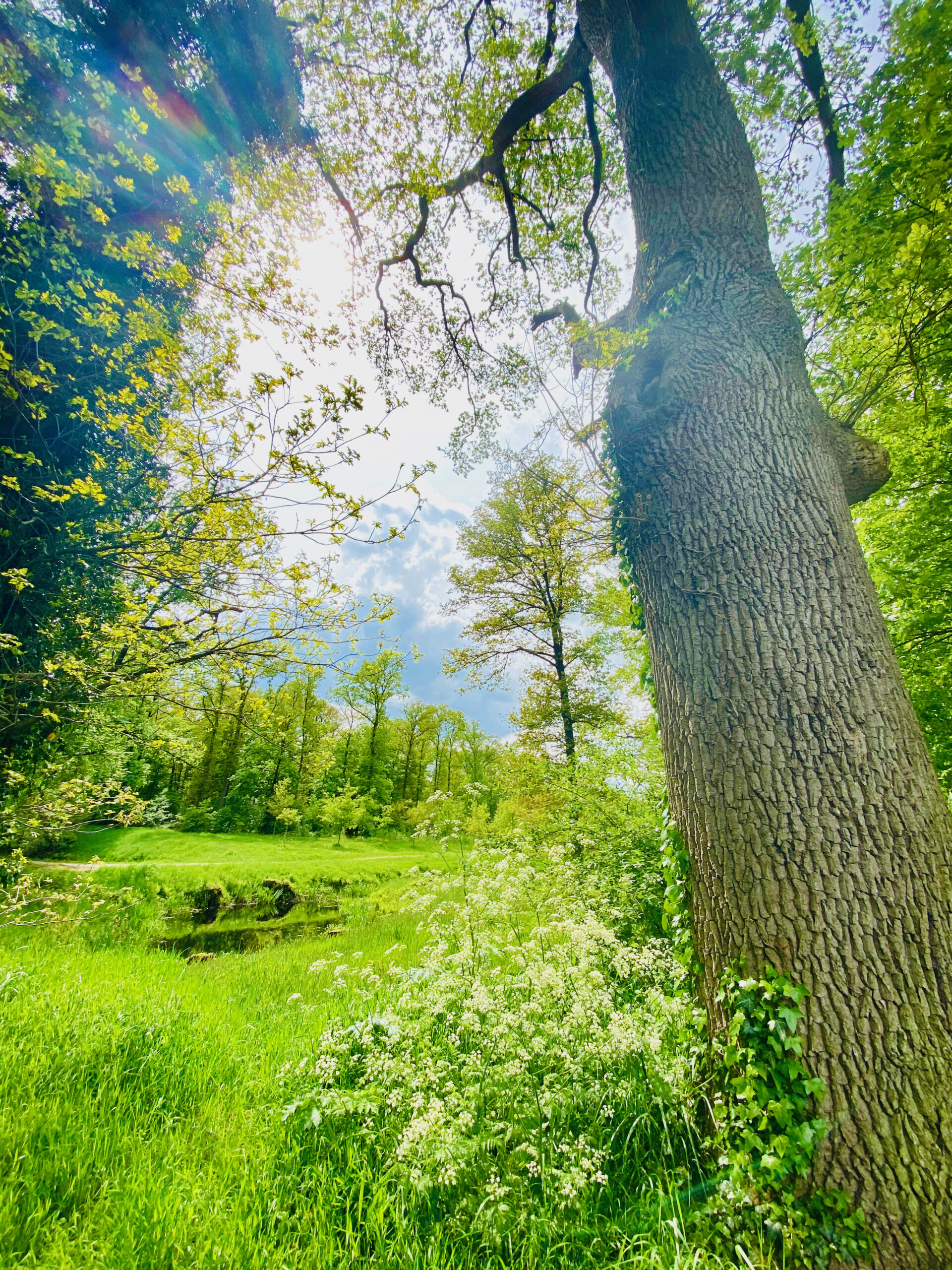 Persoonlijke Sessie Tiara Krachtziener